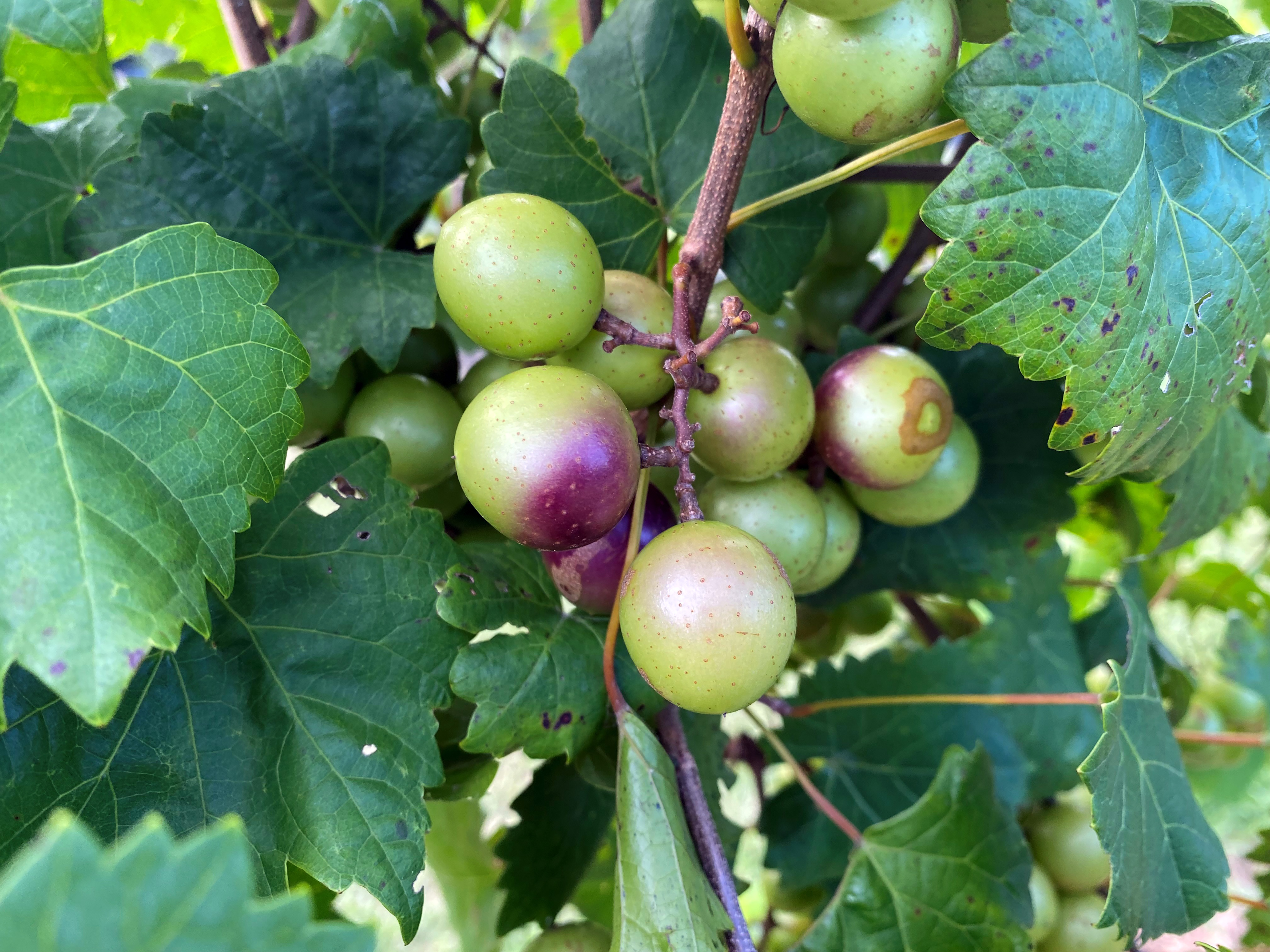 Muscadine fruit are only begining to ripen in this photojpg